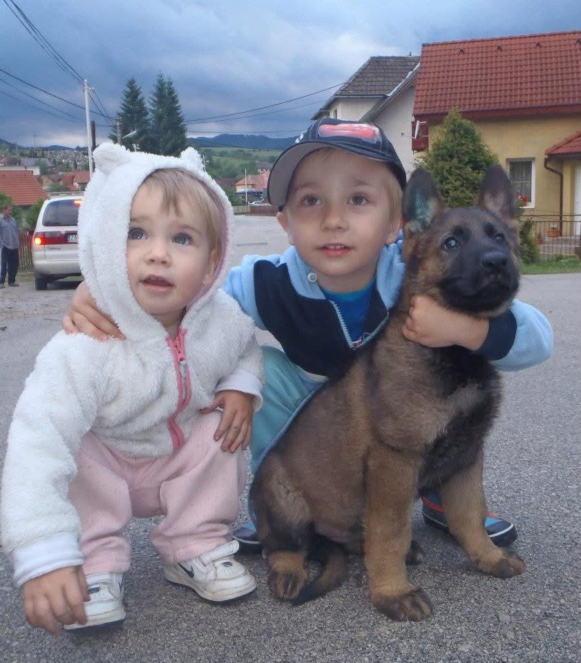 Bomb Dog